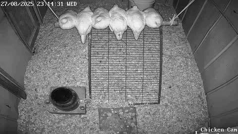Millar Time Chicken Cam