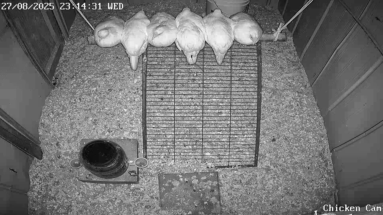 Millar Time Chicken Cam
