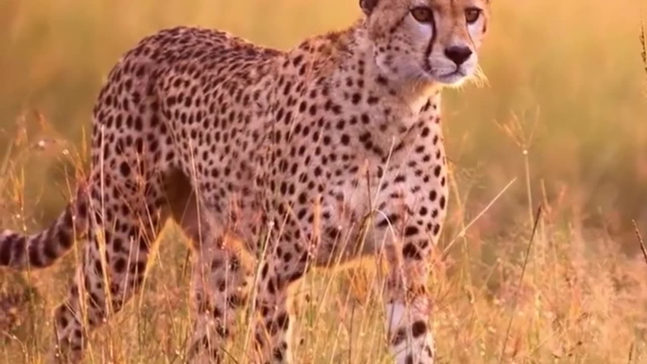 ⚡Increíble Velocidad💨del Guepardo👑El Rey de la Sabana #shorts #viralshorts #rdarium