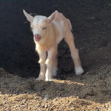 Where are my snacks?