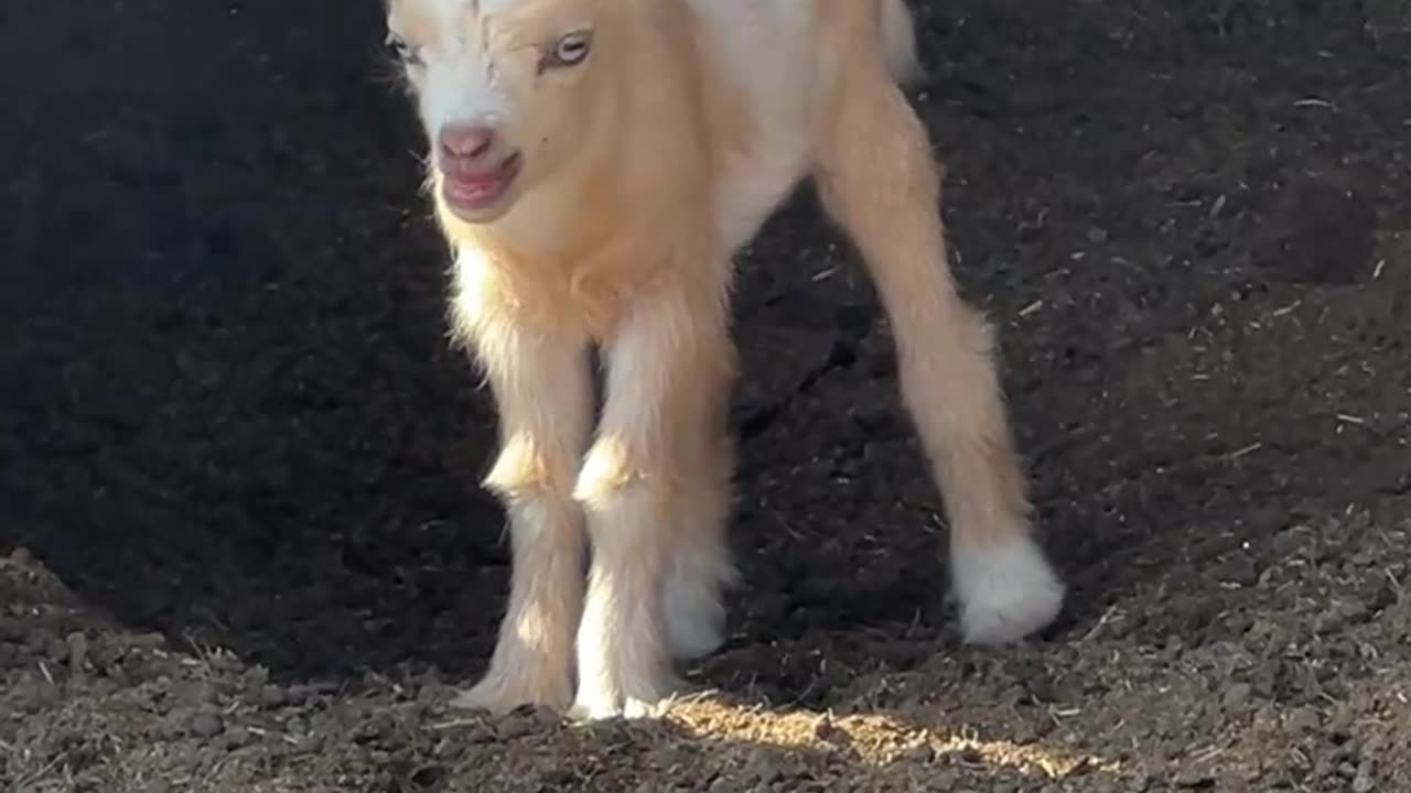 Where are my snacks?