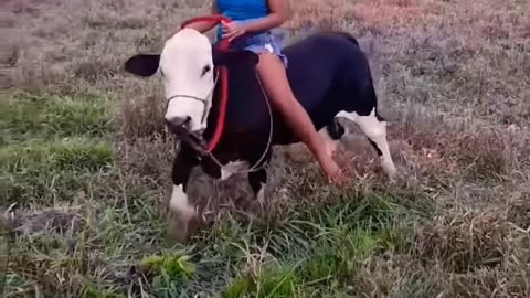 This mini cow is a perfect pet for you