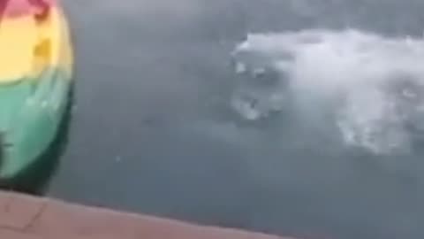 Funny video Must laugh after watching #funny