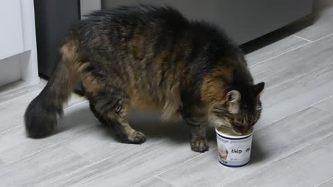 Max's Custard