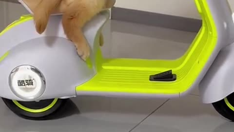Baby Dog making truble