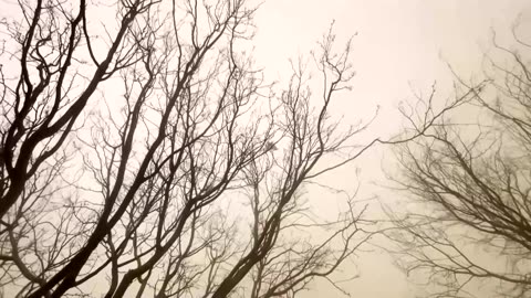 Dust storm and strong winds give Texas skies a yellow hue