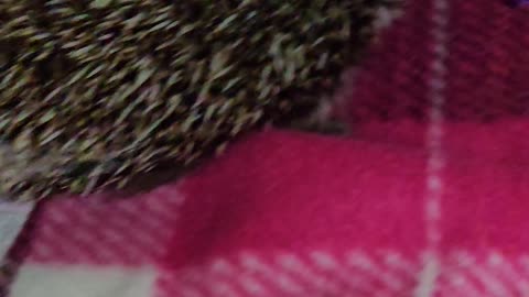 My little baby