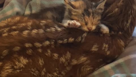 Barn Kitten Comforts Orphaned Fawn