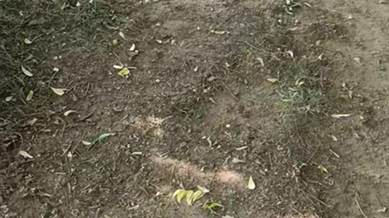 Nature Voice