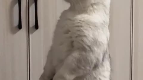 He Thinks He Is A Tiger