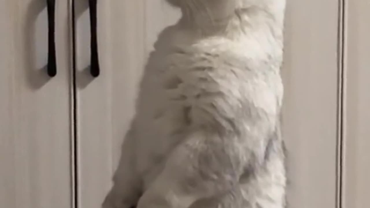 He Thinks He Is A Tiger
