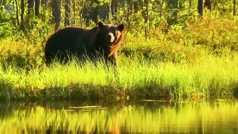 The man left his child in the middle of the forest and ran away, 3 bears did something unexpected
