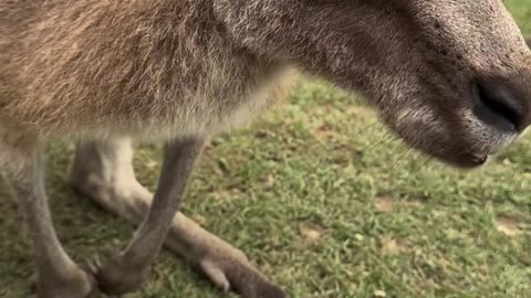 Pretty boy! Kangaroo diaries only in Australia 🇦🇺 #nature #animals #reels #trending #viralreels