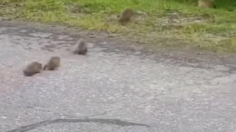 Hedgehog help their little ones cross the road