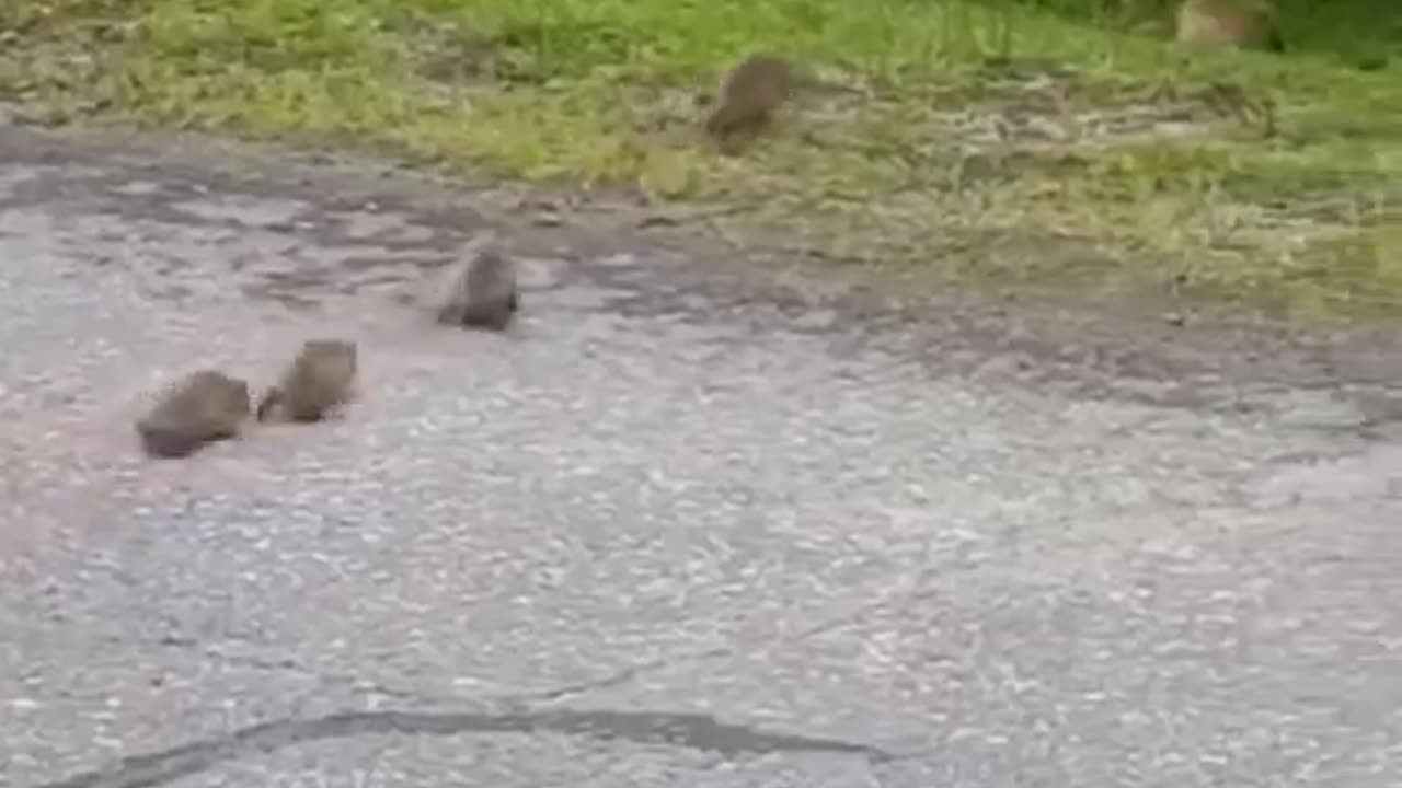 Hedgehog help their little ones cross the road