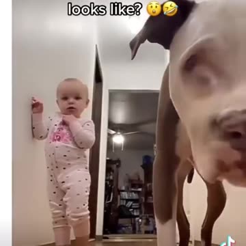 Funny dog