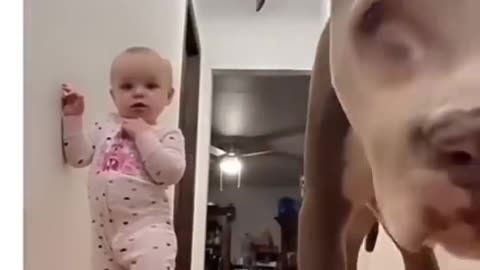 Funny dog