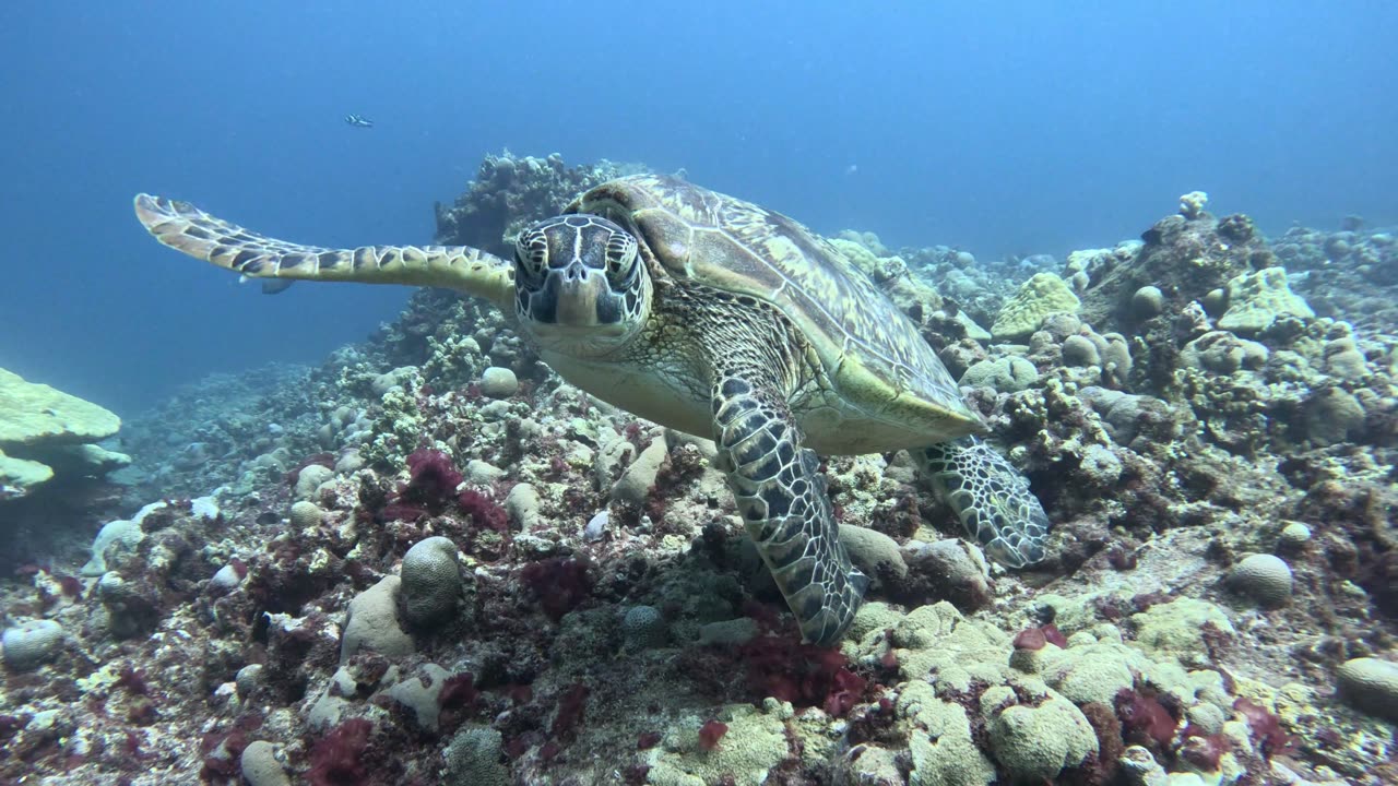 Diver Swimming with Sea Turtle Underwater Adventure