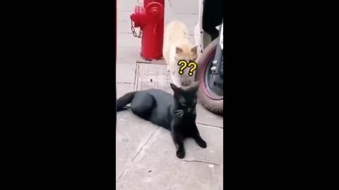 Funny animal videos 2025 - Funny cats/dogs - Funny animals -
