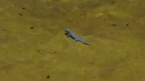 Gecko doesn't eat THAT bug I guess