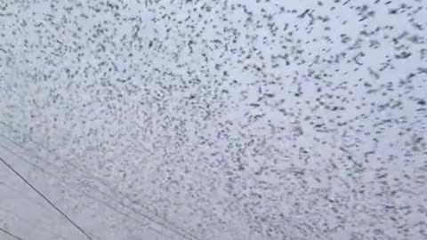 I thought I was in a movie, thousands of bird in sky