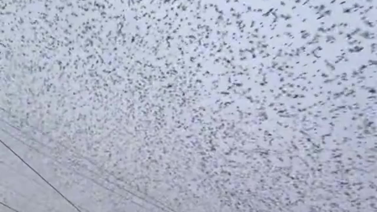 I thought I was in a movie, thousands of bird in sky