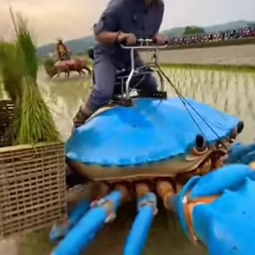 Rice Crop Crab Race