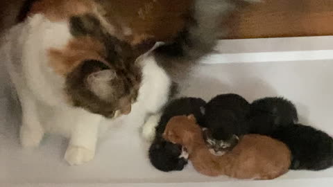 Kitties, Day 7