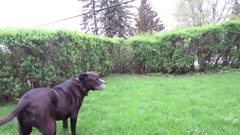 Cold outside and Mia doing good for a 15 year old dog