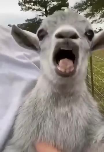 Dog bows. Squirrel poses. Subscribe now