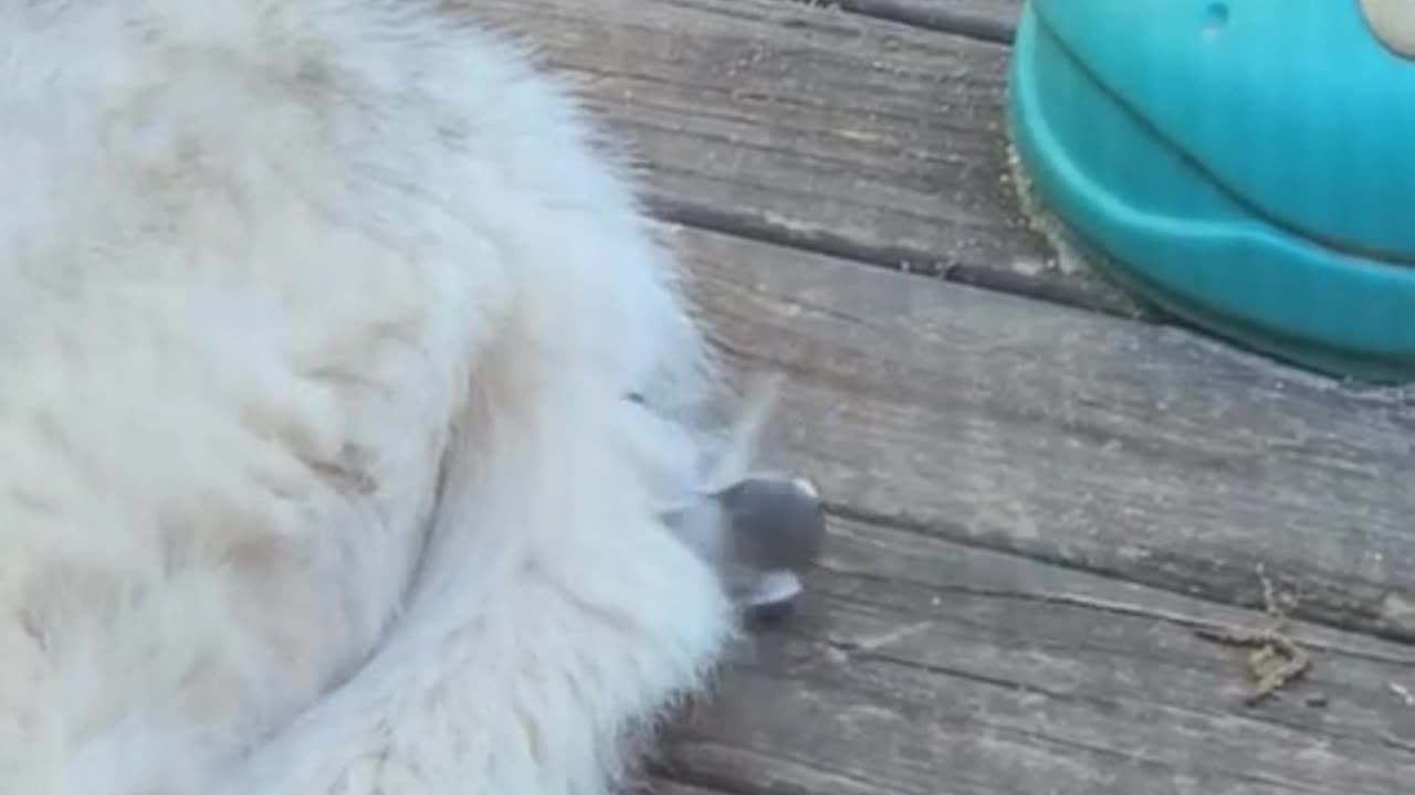 Robbery in broad daylight 🤣