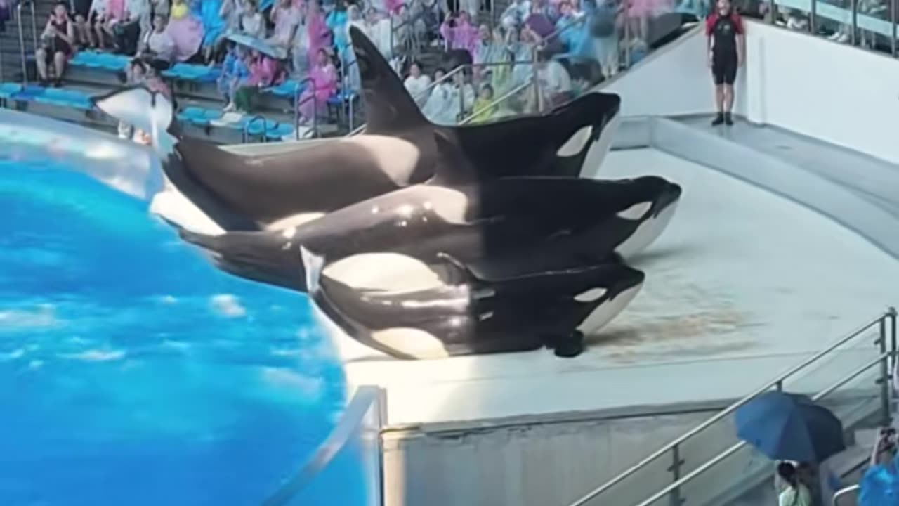 ✨👕 This Is the Best Way to Fold a Shirt! | LifeHacksDaily