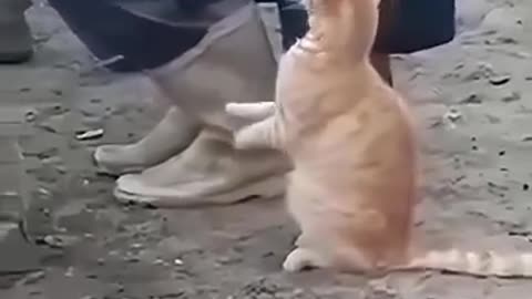 😂: Hooman Give Me That! | FunFM