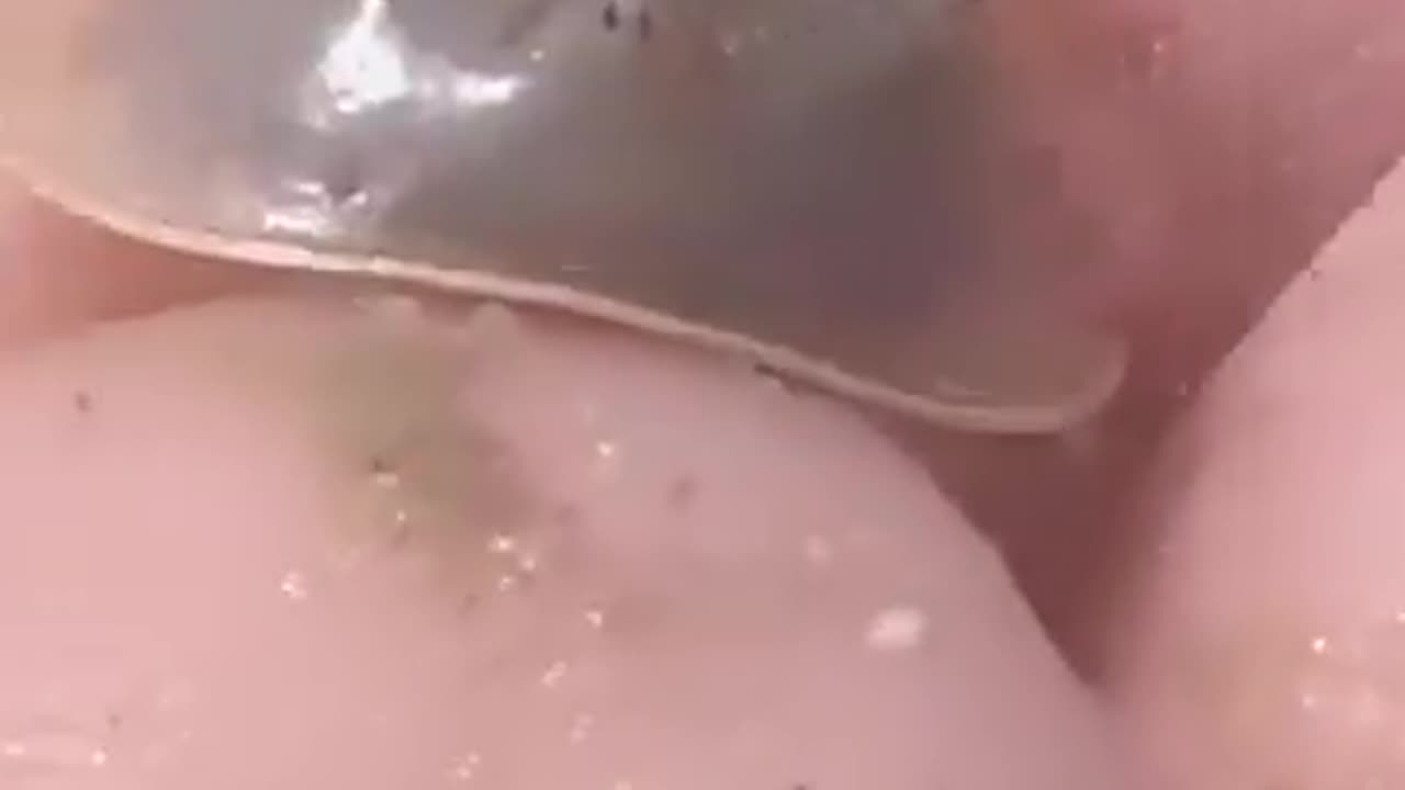 Horseshoe Crab