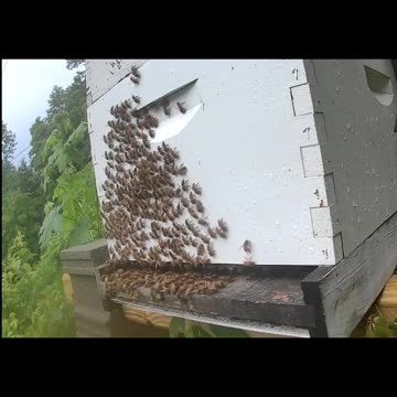 Friday Evening - Bees After a Thunderstorm