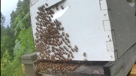 Friday Evening - Bees After a Thunderstorm