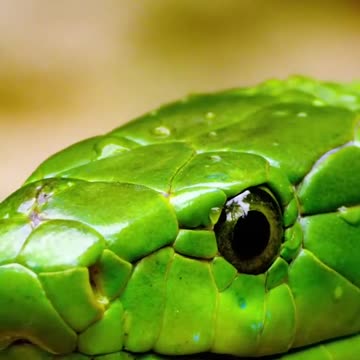 The Deadly Green Mamba Strikes with Lightning Speed! ⚡🐍