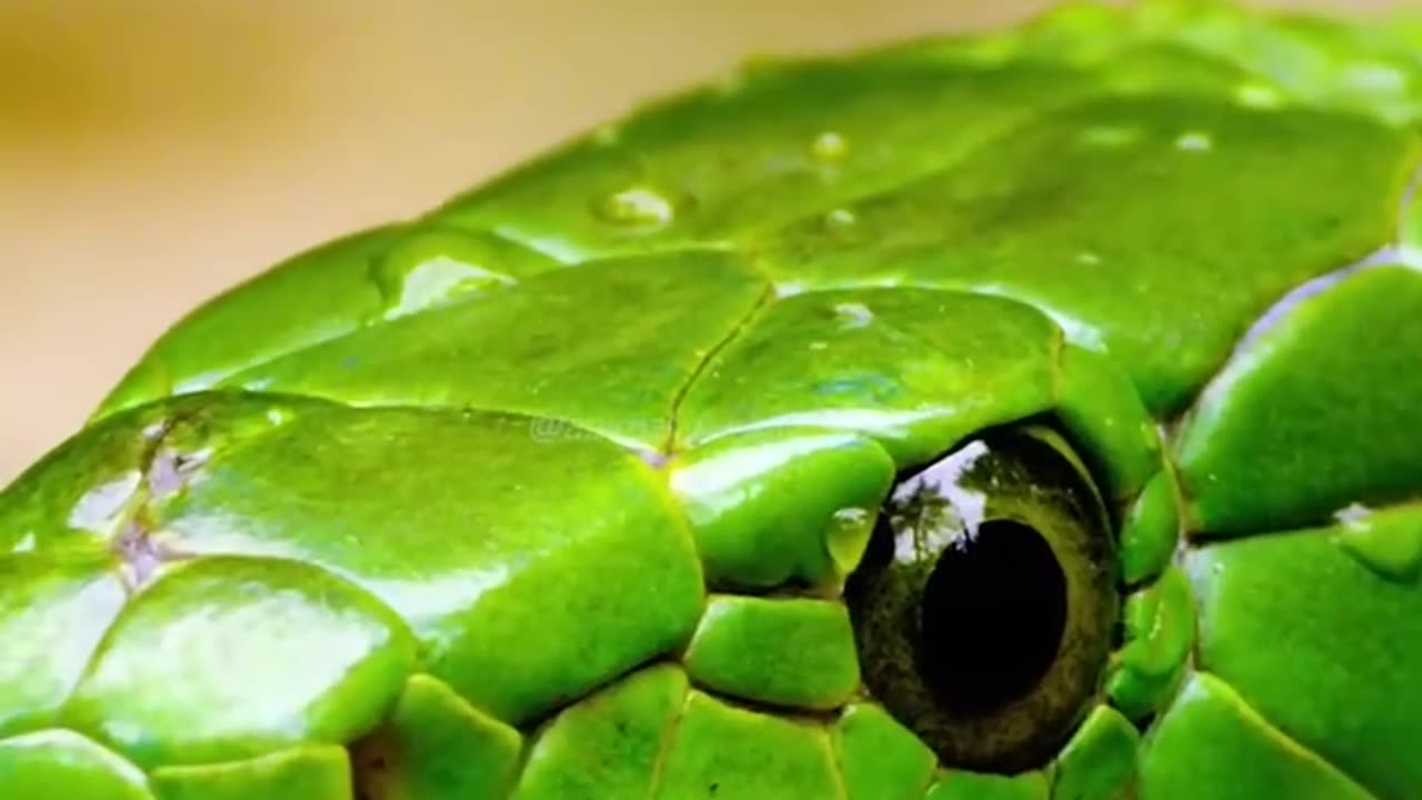 The Deadly Green Mamba Strikes with Lightning Speed! ⚡🐍
