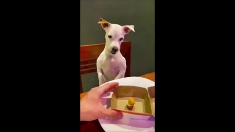 Funny animals - Funny cats _ dogs - Funny animal videos p8