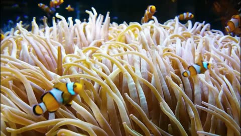 Peaceful 4K Aquarium – Stunning Coral Reef & Relaxing Fish for Stress Relief
