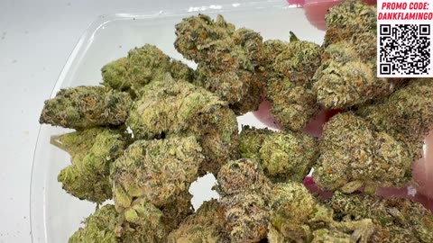 Dankin with the Flamingos Meeting Wiz Khalifa and More!