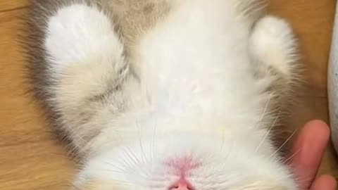 Too Cute to Handle!