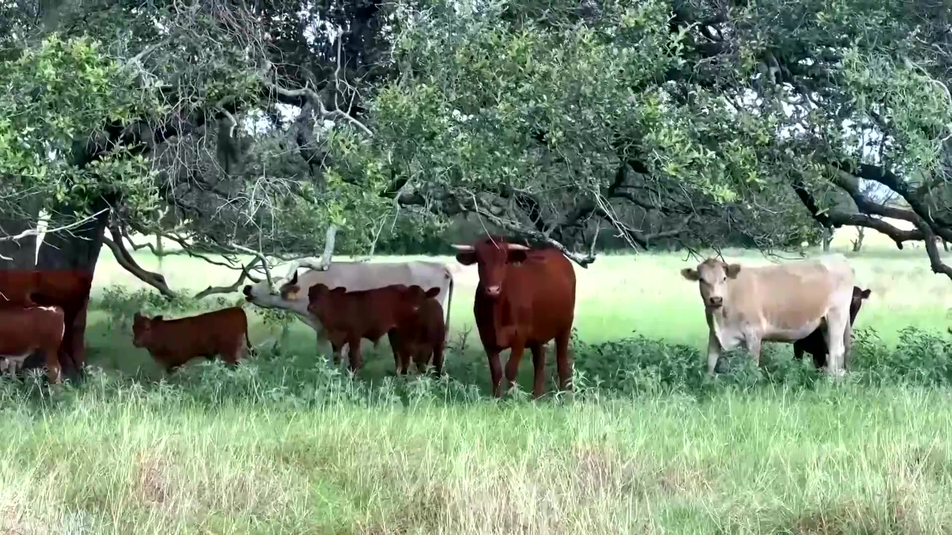 New US case of screwworm in a human identified in Maryland: sources