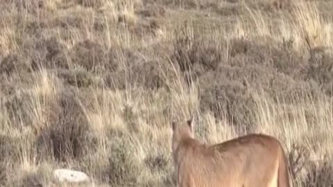 puma