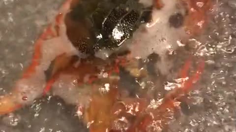 Mukbang: A Visual Feast for Your Eyes