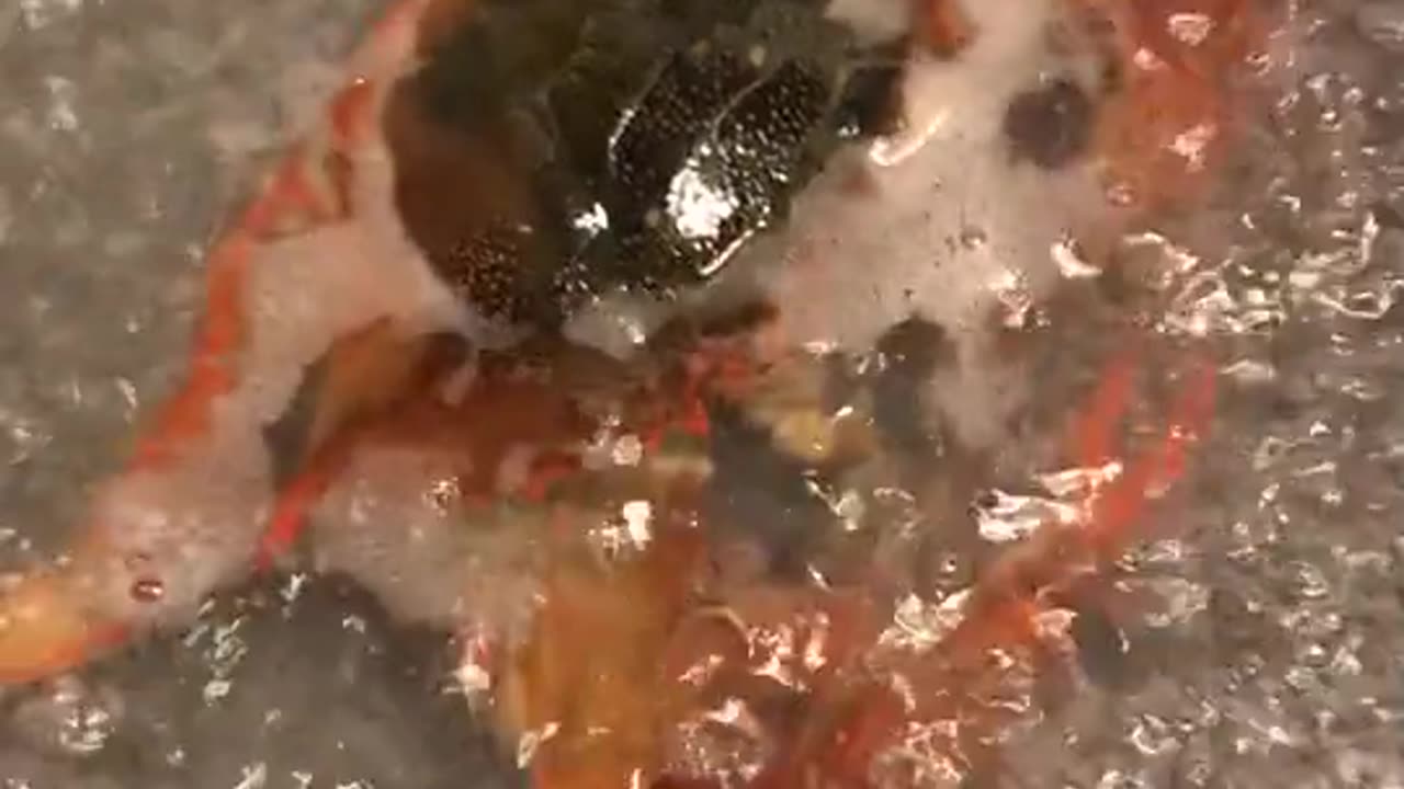 Mukbang: A Visual Feast for Your Eyes