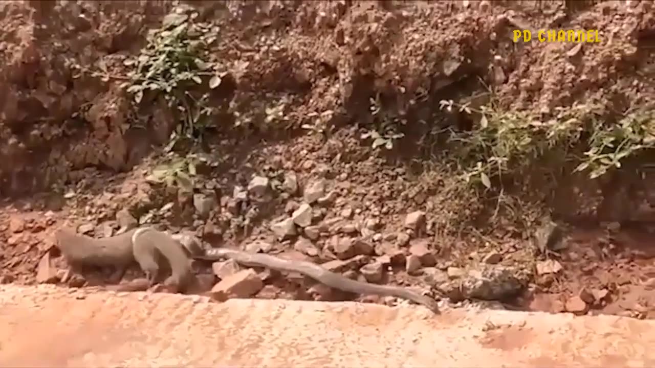 Crocodile was painfull bitten by honeybadges when risky in life