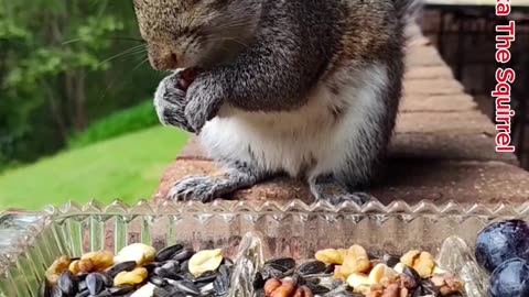 Cuteness Overload Mika The Squirrel