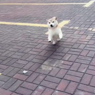 funny animal cats and dog video collection