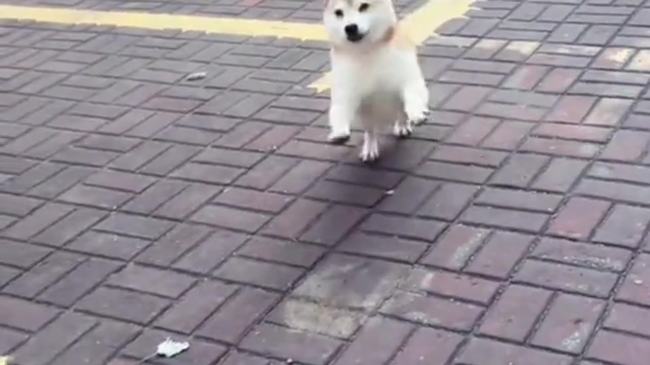 funny animal cats and dog video collection